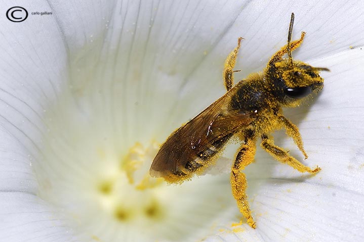 Halictus  scabiosae e Halictus sp.